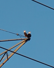 Haliaeetus leucocephalus leucocephalus