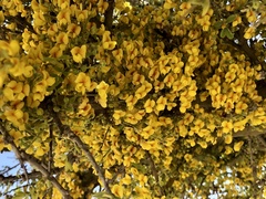 Geoffroea decorticans