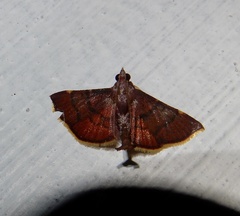 Hypsopygia