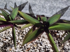 Tradescantia spathacea