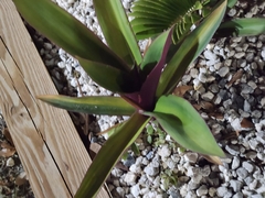 Tradescantia spathacea