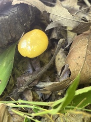 Pluteus chrysophlebius