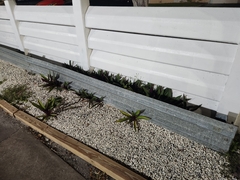 Tradescantia spathacea