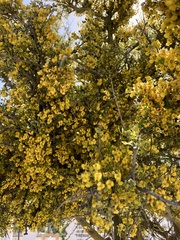 Geoffroea decorticans