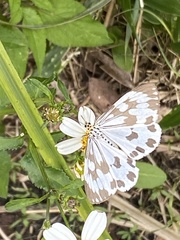 Nyctemera adversata