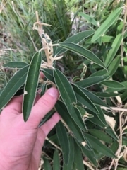Olearia megalophylla