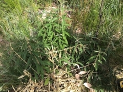 Olearia megalophylla