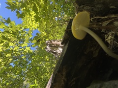 Pluteus chrysophlebius