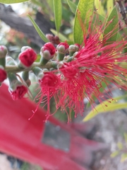 Melaleuca citrina