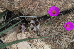 Cistanthe arenaria