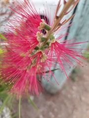 Melaleuca citrina
