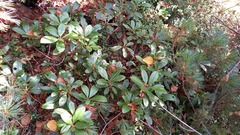 Rhododendron aureum