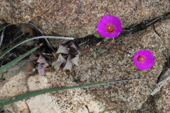 Cistanthe arenaria