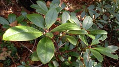 Rhododendron aureum