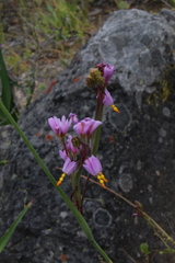 Olsynium scirpoideum