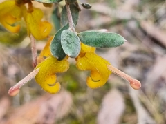 Grevillea chrysophaea