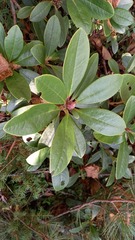 Rhododendron aureum
