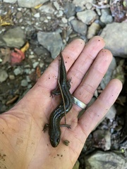 Desmognathus fuscus