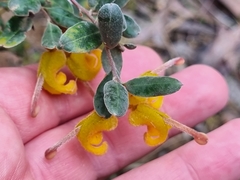 Grevillea chrysophaea