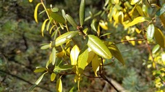 Rhododendron dauricum