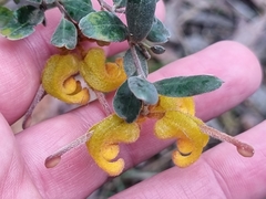 Grevillea chrysophaea