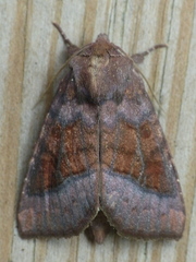 Parapamea buffaloensis