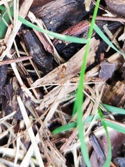 Anoplolepis gracilipes