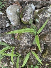 Adiantum caudatum
