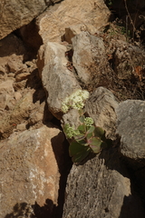 Hylotelephium caucasicum