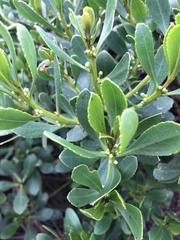 Myoporum insulare