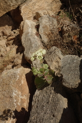 Hylotelephium caucasicum