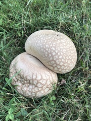 Calvatia