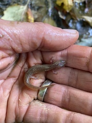 Pseudotriton ruber