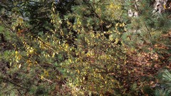 Rhododendron dauricum