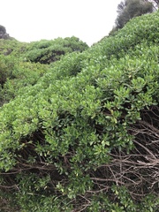 Myoporum insulare