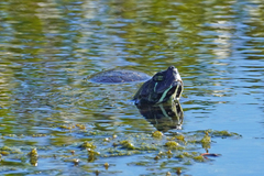 Pseudemys
