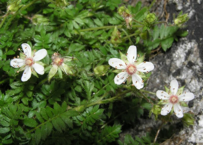 Ivesia callida
