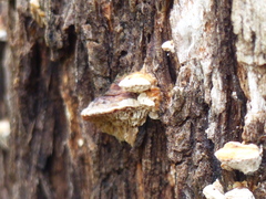 Hexagonia vesparia