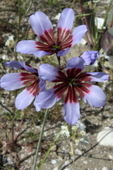 Leucocoryne purpurea