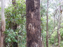 Hexagonia vesparia