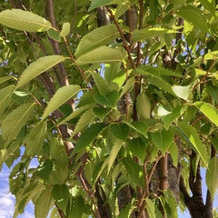 Zelkova