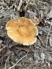 Polyporus radicatus