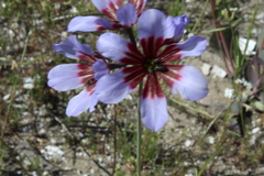 Leucocoryne purpurea