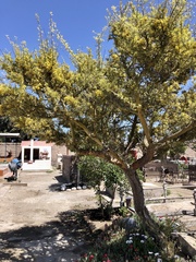 Geoffroea decorticans