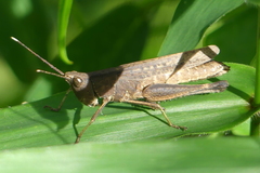 Phlaeoba antennata