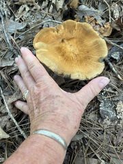 Polyporus radicatus
