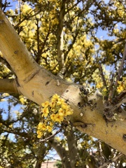 Geoffroea decorticans