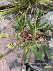 Chrysomeloidea