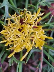 Isopogon ceratophyllus