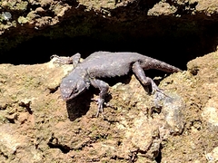 Sceloporus grammicus